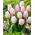 Tulipán 'Édes zászló' - 5 db.