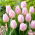 Tulipán 'Édes zászló' - 5 db.