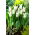 Tulp 'Tres Chic' - 5 st - 