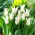 Tulp 'Tres Chic' - 5 st - 