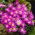 Balkananemone - Violet Star - 8 st; Grecian vindblomma, vinterblomma