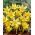 Crocus Saturnus - ห่อใหญ่! - 100 ชิ้น - 