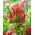 Tulip Red Wave - 5 pcs