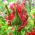 Tulip Red Wave - 5 pcs