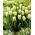 Tulip 'Green Spirit' - nagy csomag - 50 db.