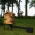 Wooden garden smoker Plus - 50 x 50 x 60 cm - charred wood - SMOKING  KIT