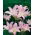 Amaryllis belladonna, crin din Jersey - pachet mare! - 10 buc.; crin-belladonă, crin-gălben-gol, crin de martie