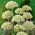 Zwarte knoflook - groot pakket! - 30 stuks; breedbladige prei, breedbladige knoflook - 