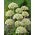 Zwarte knoflook - groot pakket! - 30 stuks; breedbladige prei, breedbladige knoflook - 