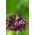 Cipolla viola ornamentale - confezione grande! - 50 pz - 