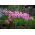 Amaryllis belladonna, crin din Jersey - pachet mare! - 10 buc.; crin-belladonă, crin-gălben-gol, crin de martie