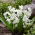 Vit squill - stort paket! - 100 st