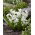 Vit squill - stort paket! - 100 st