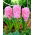Hiacintes - Hiacynt Marconi - 3 gab. Iepakojums - Hyacinthus
