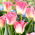 Tulipano 'Crown of Dynasty' - 5 pezzi