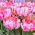Tulipa Elsenburg - Tulip Elsenburg - 5 kvetinové cibule