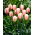 Tulipa Beau Monde - Tulip Beau Monde - 5 bulbs