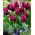 Tulipan Recreado - pakke med 5 stk - Tulipa Recreado