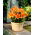 Lilium, Lily Orange Pixie - bulb / tuber / rădăcină