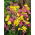 Set di aglio ornamentale a bassa crescita - set giallo e rosa - aglio giallo e porro giglio rosa - 200 pz