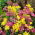 Set di aglio ornamentale a bassa crescita - set giallo e rosa - aglio giallo e porro giglio rosa - 200 pz