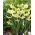 Daffodil, Narcissus Exotic Mystery - 5 pcs - 