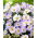 Anemonă balcanică - set de 2 soiuri cu flori albe și albastre - 80 buc; Floarea vântului grec, floarea vântului de iarnă - 