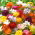 Buttercup and freesia - a variety of colourful flowering plants - 100 pcs