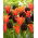 Orange and crimson-purple set of 2 tulip varieties - 50 pcs