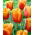 Tulipan Lambada - pakke med 5 stk - Tulipa Lambada