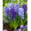 Blue mix - une selection de 3 varietes de jacinthes bleues - 27 pcs