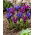Purple Hill und Blue Hill Iris Set - 100 Stück - 