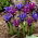 Purple Hill und Blue Hill Iris Set - 100 Stück - 