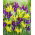 Set de iris galben-violet olandez - 100 buc.