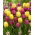 Ensemble de tulipes violettes et jaunes - 50 pièces - 
