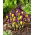 Keltainen krookus ja violetti iirissetti - 100 kpl - 