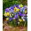 Spring mix - juego de 5 plantas con flores de primavera - 90 piezas