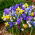 Spring mix - juego de 5 plantas con flores de primavera - 90 piezas