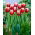 Tulipa Leen van der Mark - Tulip Leen van der Mark - 5 bulbs