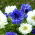 Double-flowered anemone - set of 2 white and blue flowered varieties - 80 pcs