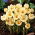 Sáfrány Cream Beauty - csomag 10 darab - Crocus Cream Beauty