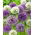 Cebolla ornamental - juego de 3 variedades encantadoras - 9 piezas - 