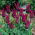 Tulipe Bourgogne - grand paquet! - 50 pieces