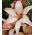 Asiatic lily - Easy Waltz - large package! - 10 pcs