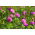 Punane ristik "Rozeta" - 0,5 kg - 