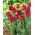 Tulip Barbados - büyük paket! - 50 parça - 