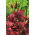 Asiatic lily - Night Flyer - stort paket! - 10 st