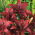 Asiatic lily - Night Flyer - stort paket! - 10 st