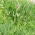 Cola de zorro de pradera - 5 kg - 