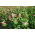 Punainen apila "Krynia" - 1 kg - 